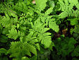 Fougres montagnarde Gymnocarpium dryoptris 